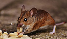 24 Hour & Emergency Exterminators in Santa Susana, CA